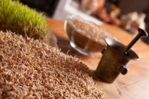 Csíramálé készítése - kép 4